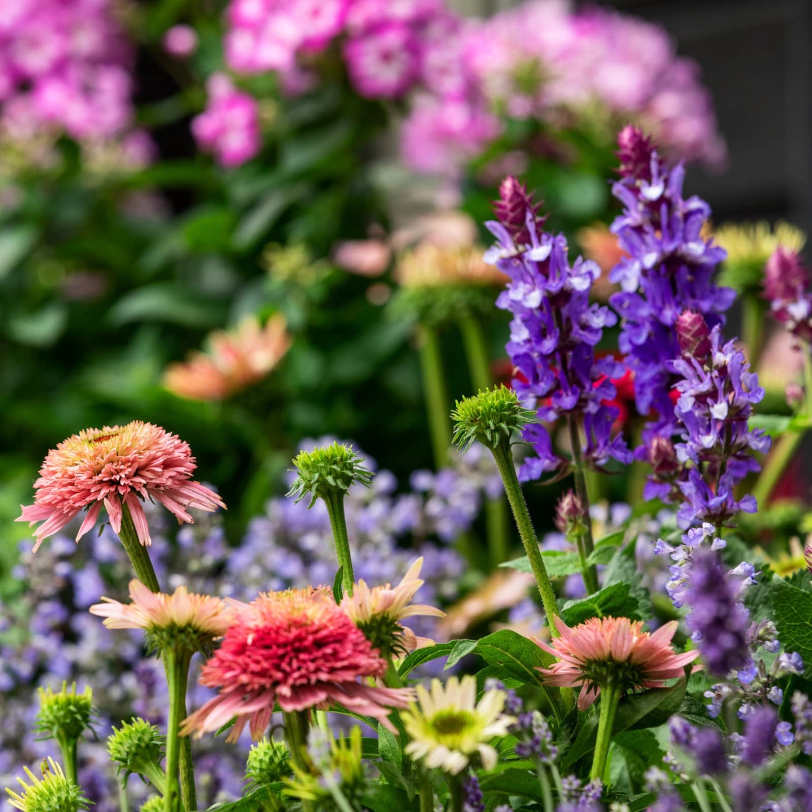 Gräser- & Stauden-Sets