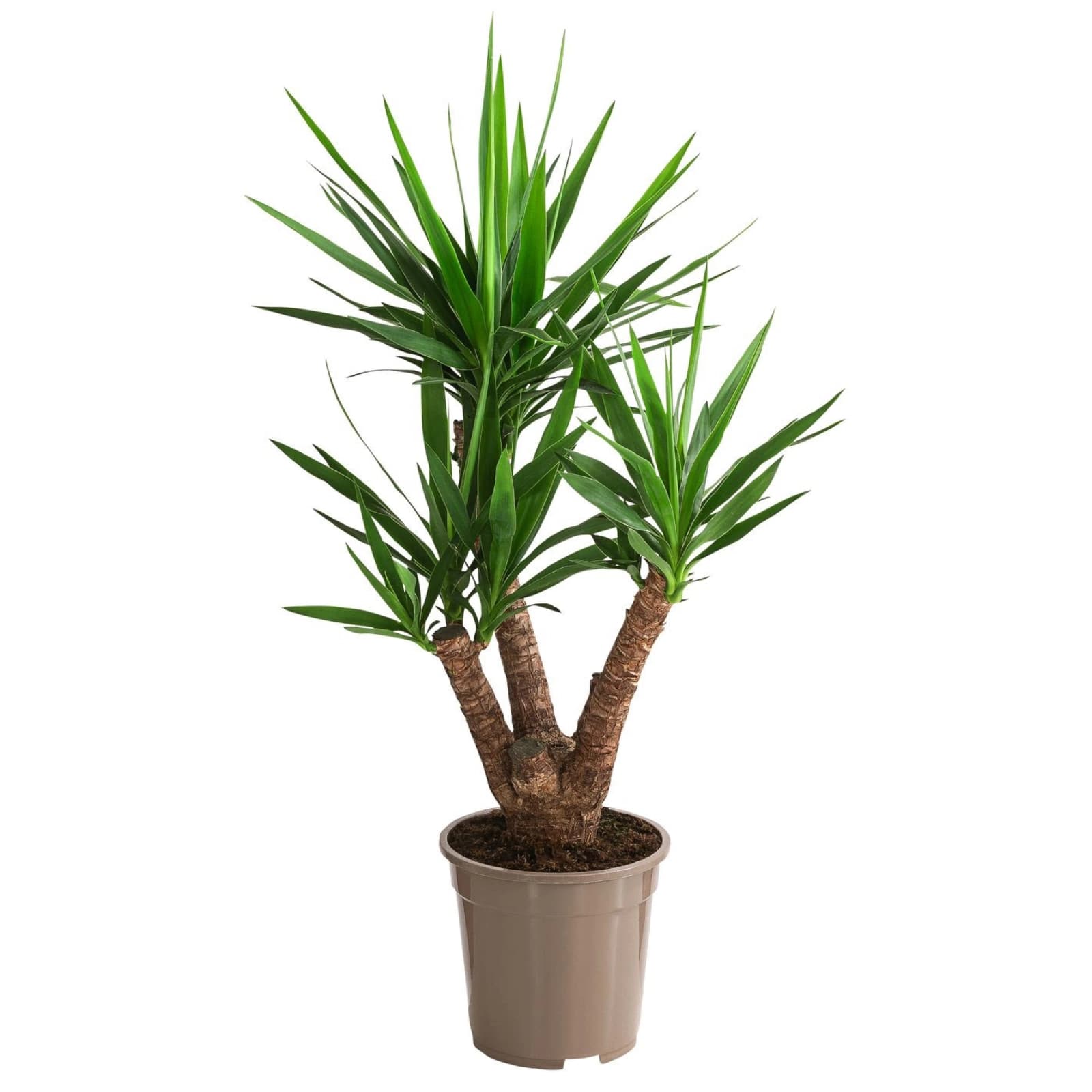 7. Yucca