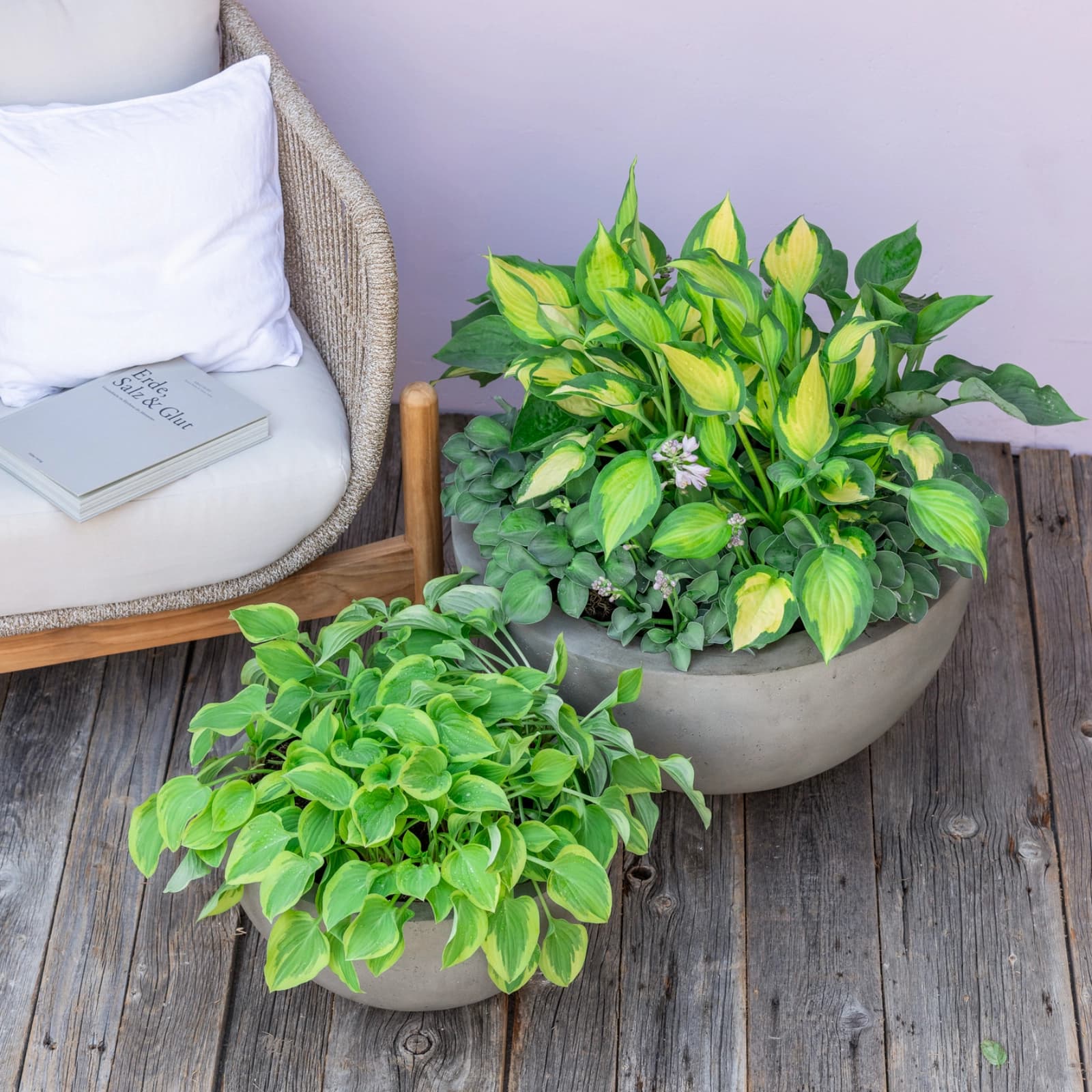 Blatt- und Schattenstauden