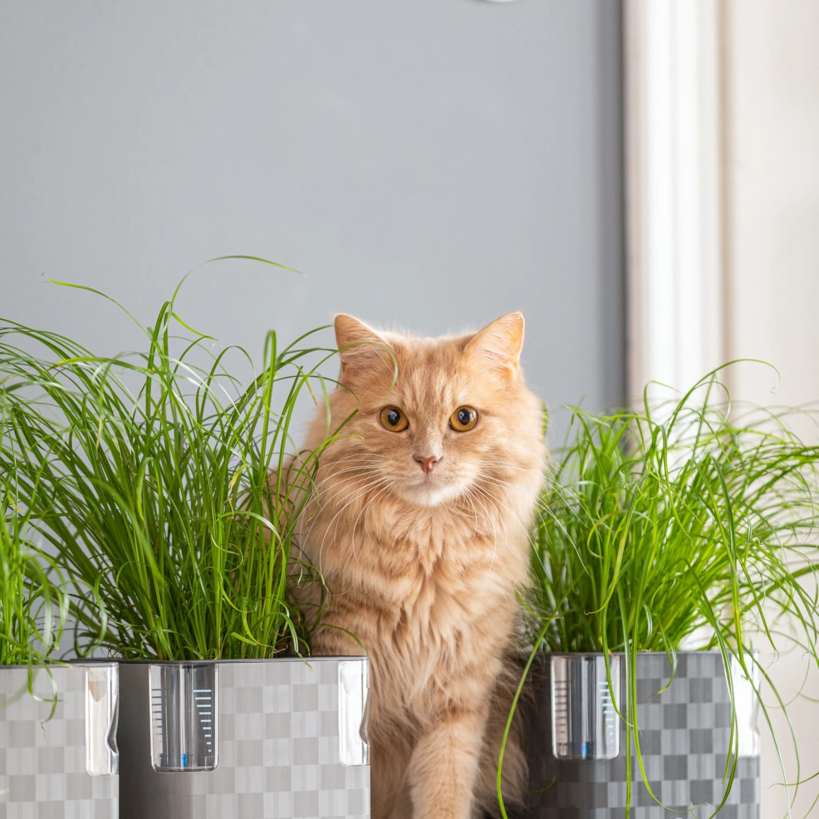 Katzengras