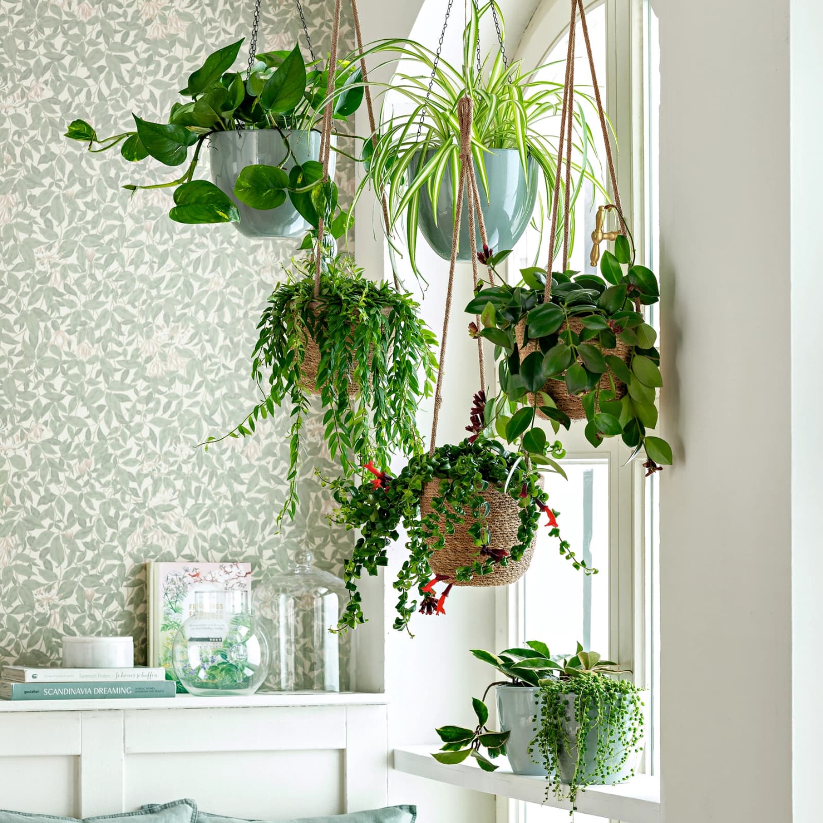 Hängepflanzen