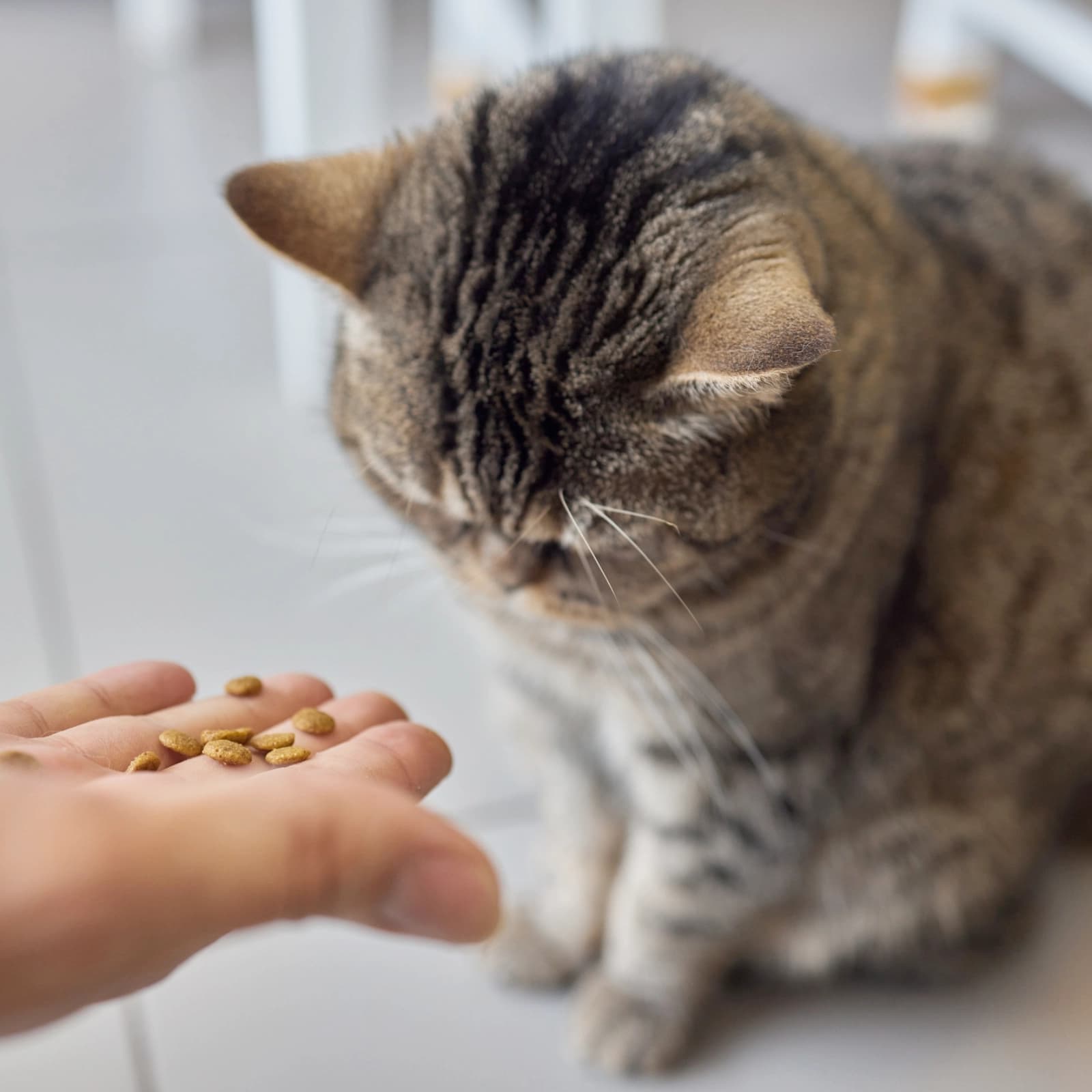 Nahrungsergänzung Katze