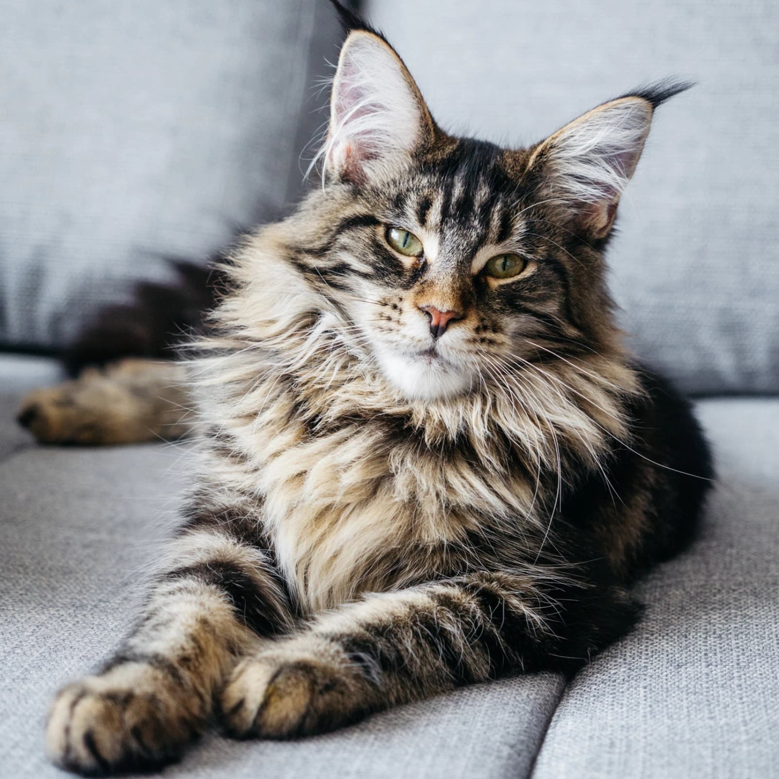 Katze