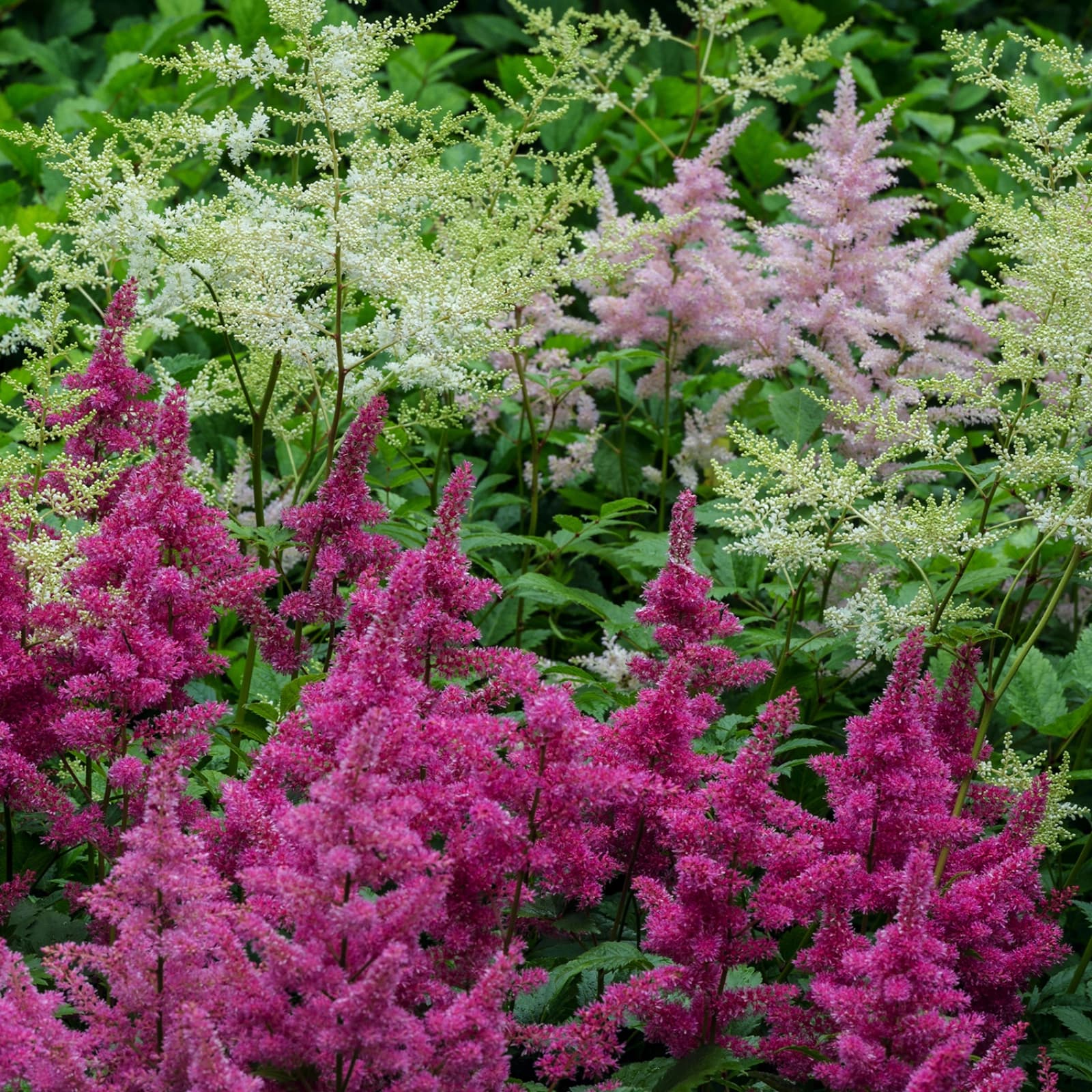 Astilbe