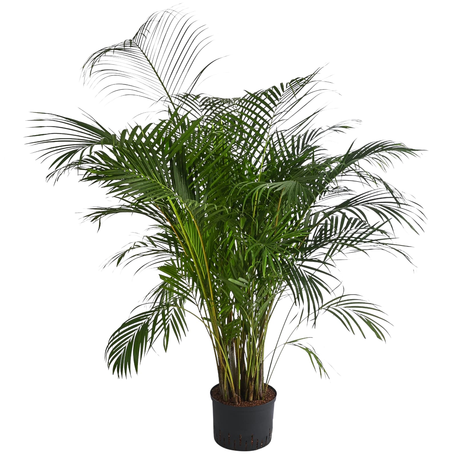 10. Goldfrucht­palme