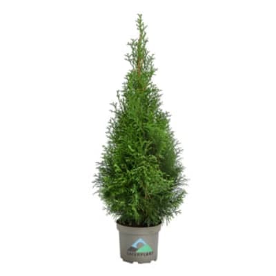 Thuja