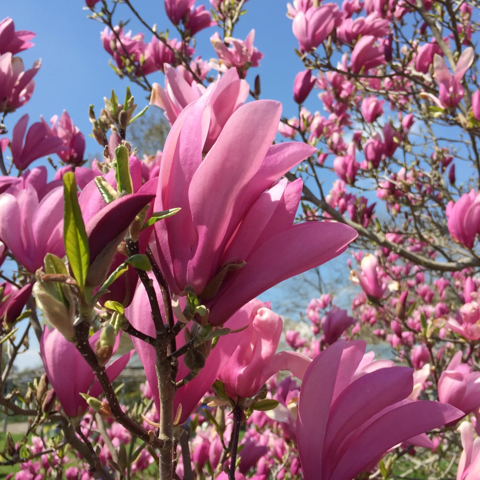 Magnolien