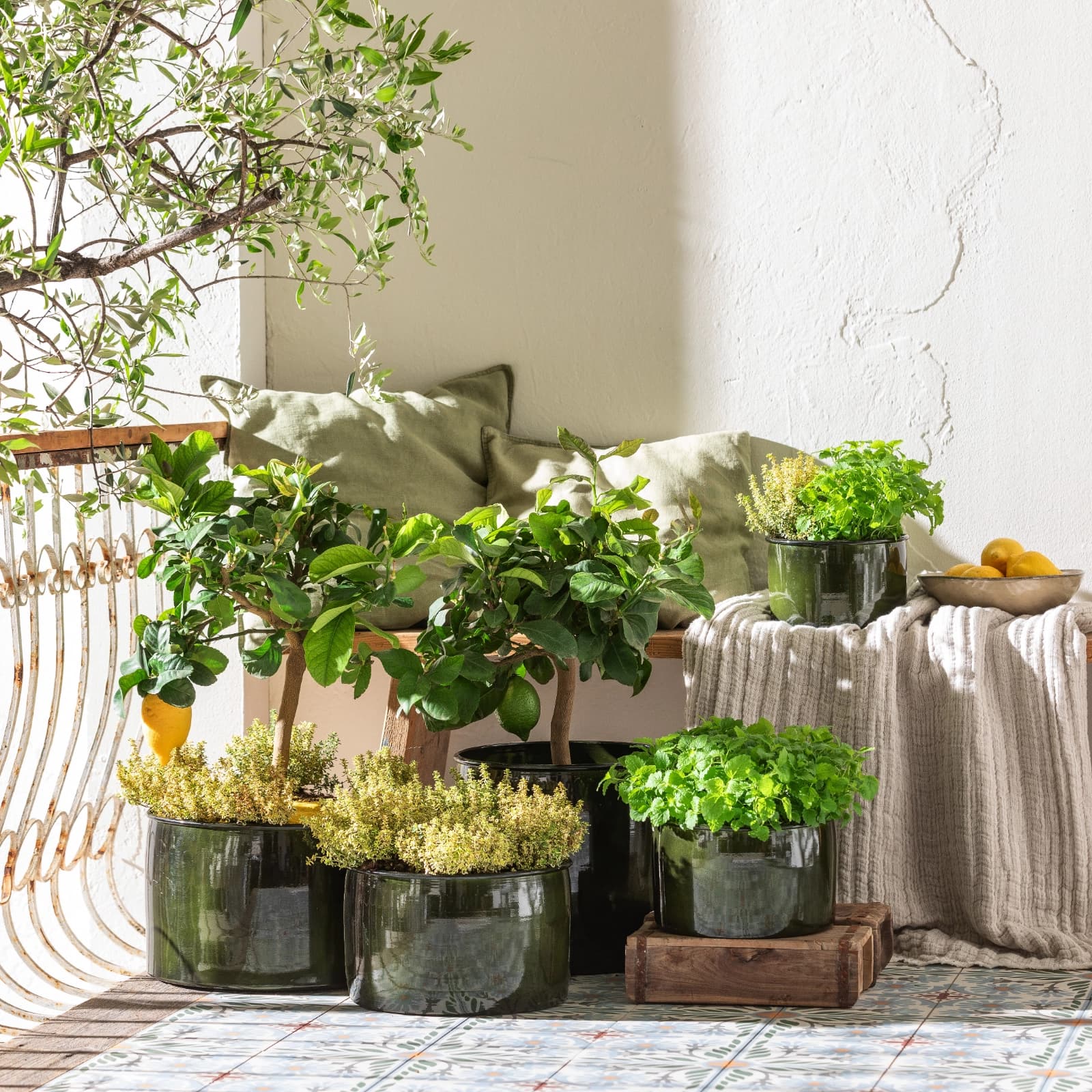 7. Zitronen­melisse