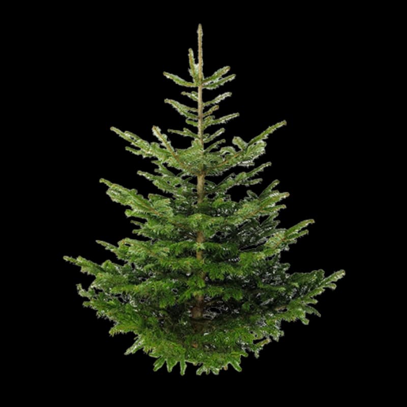 Weihnachtsbäume gesägt