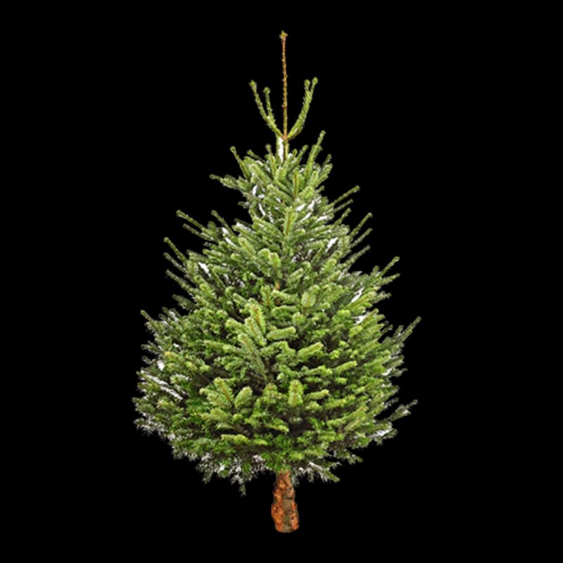 Echte Weihnachtsbäume