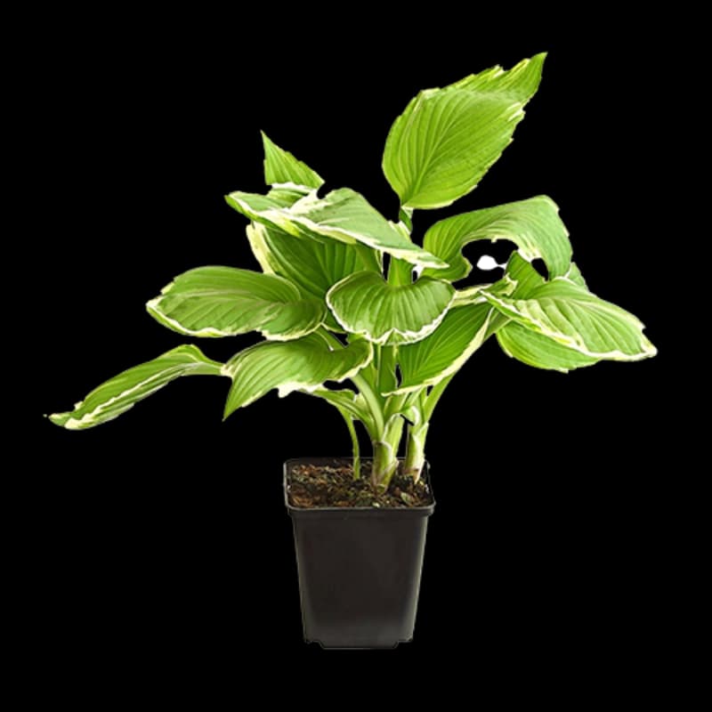 Blatt- & Schattenstauden