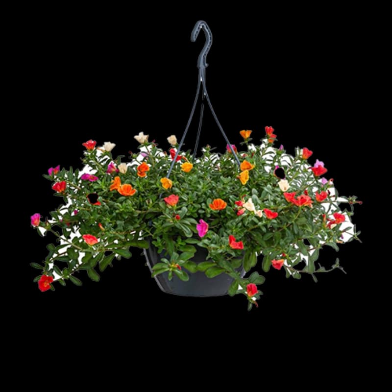 Hängende Sommerblüher