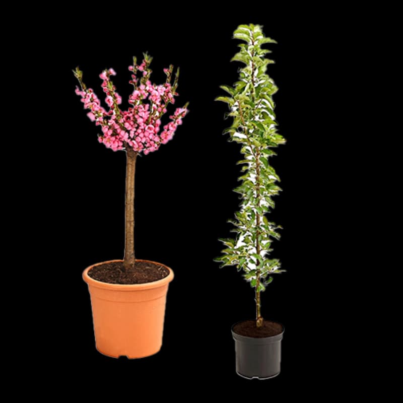 Säulenobst & Zwergobst