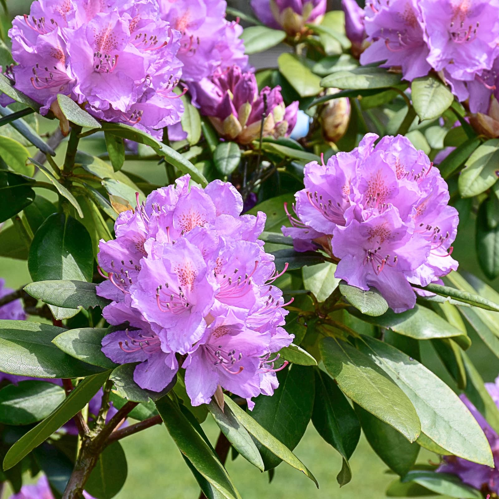 Rhododendron