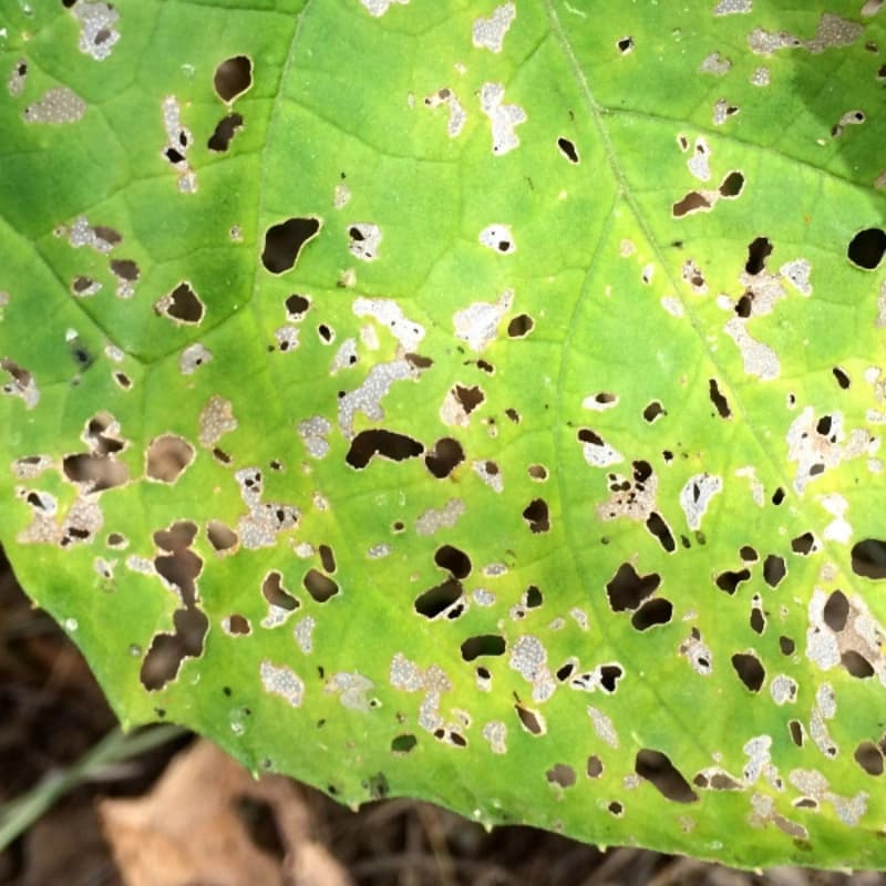 Schrotschusskrankheit