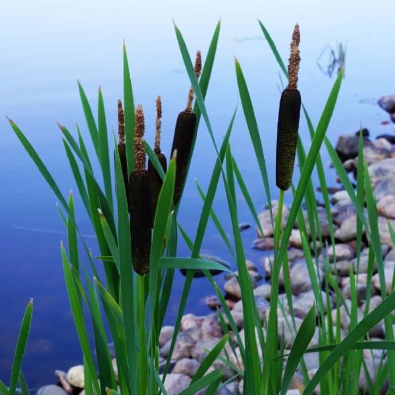 Wasser­pflanzenzone