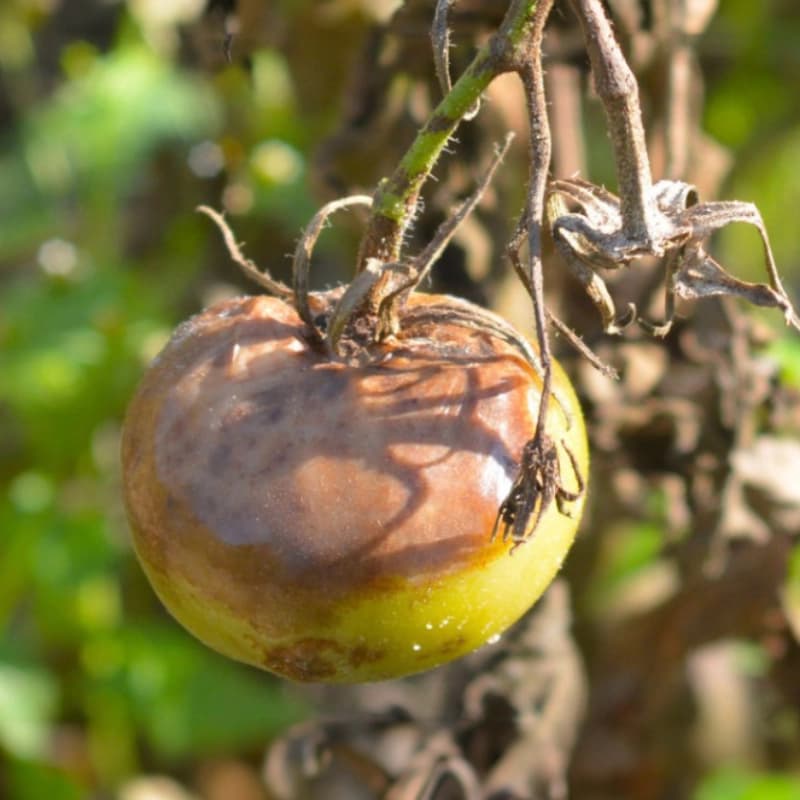 Kraut -und Braunfäule