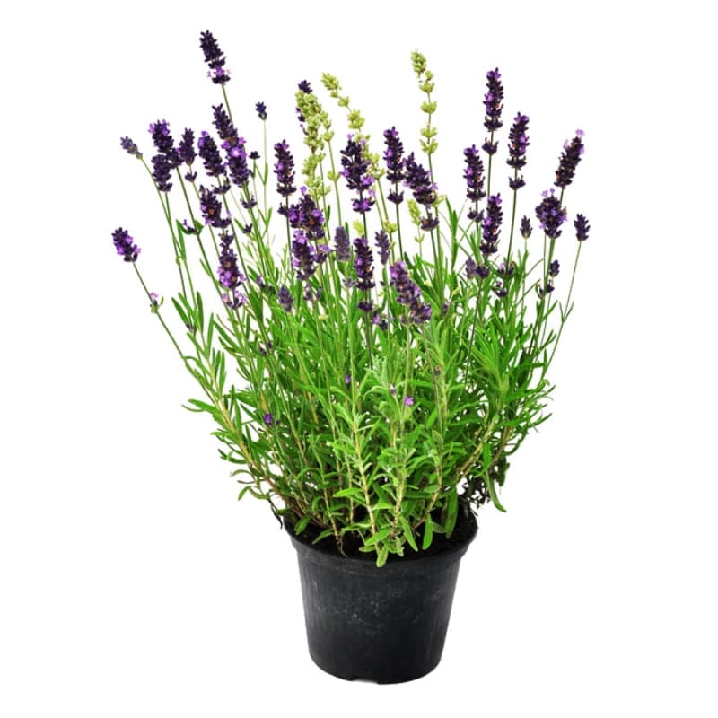 4. Lavendel