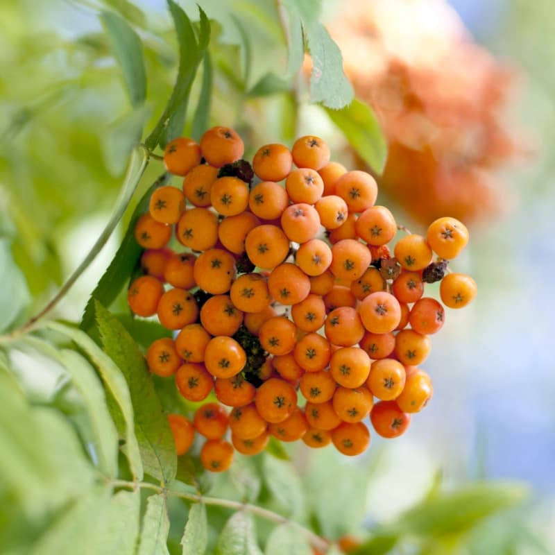 Vogelbeere