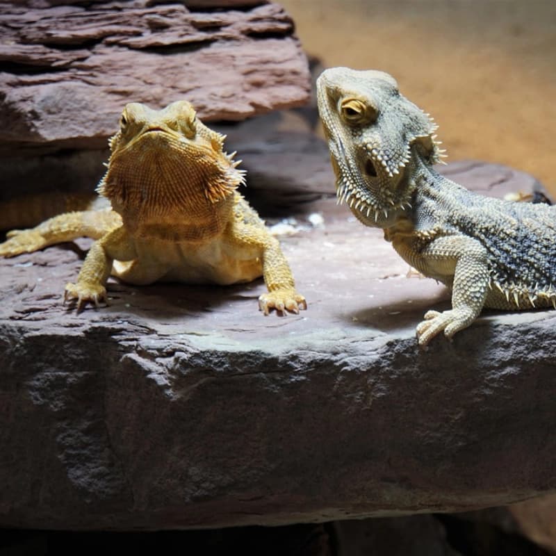 Ratgeber Reptilien halten