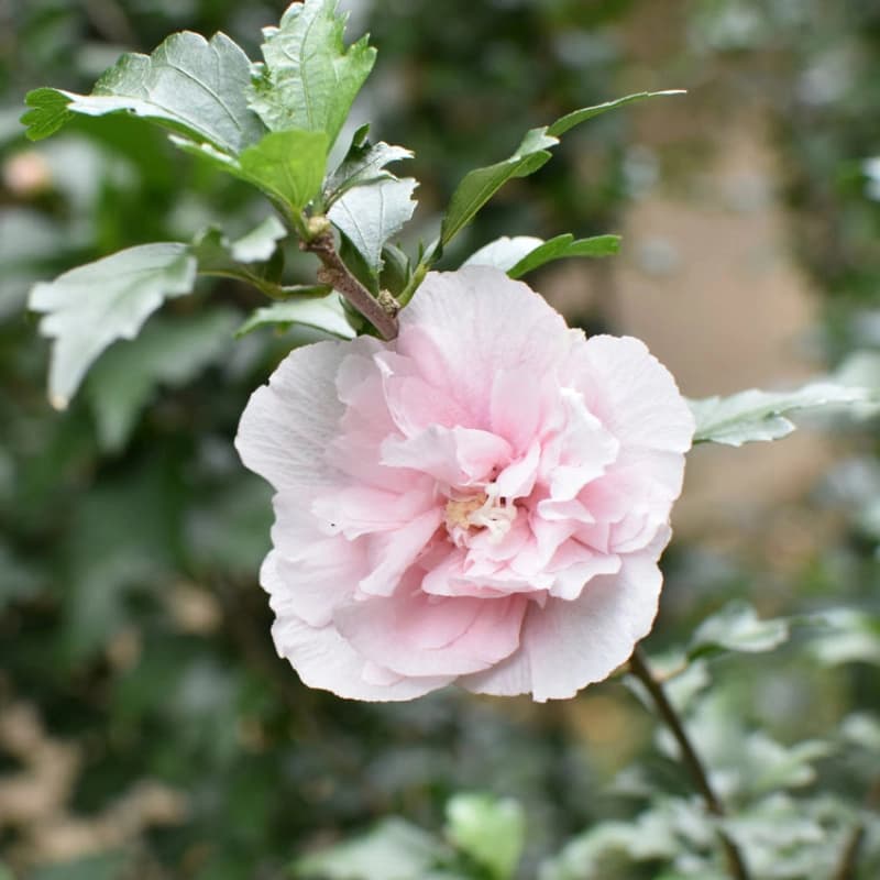 Blühende Sträucher