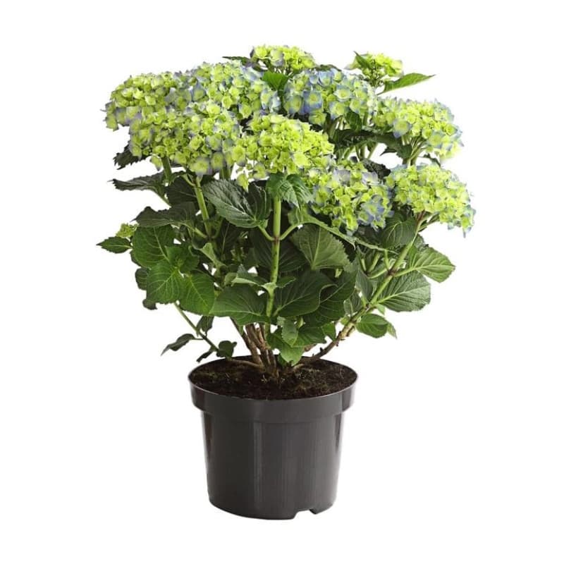 Winterharte Kübelpflanzen