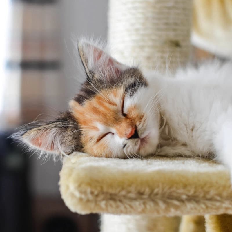 Kratzbäume & Kratzmöbel