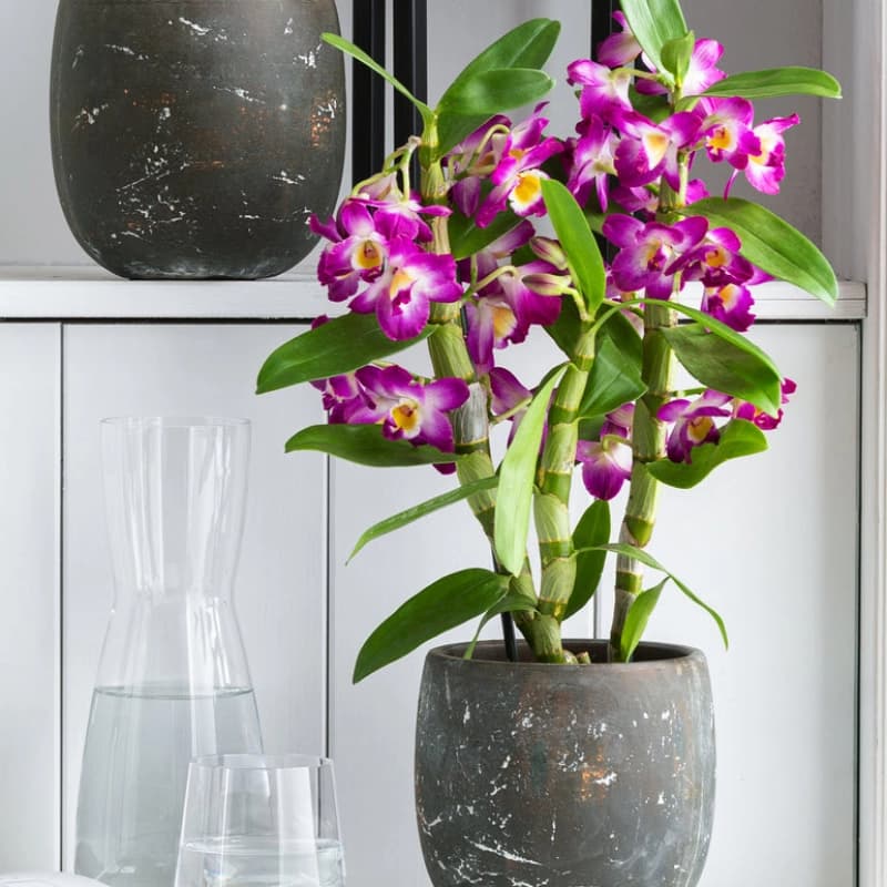 Pflanzen­ Geschenkideen