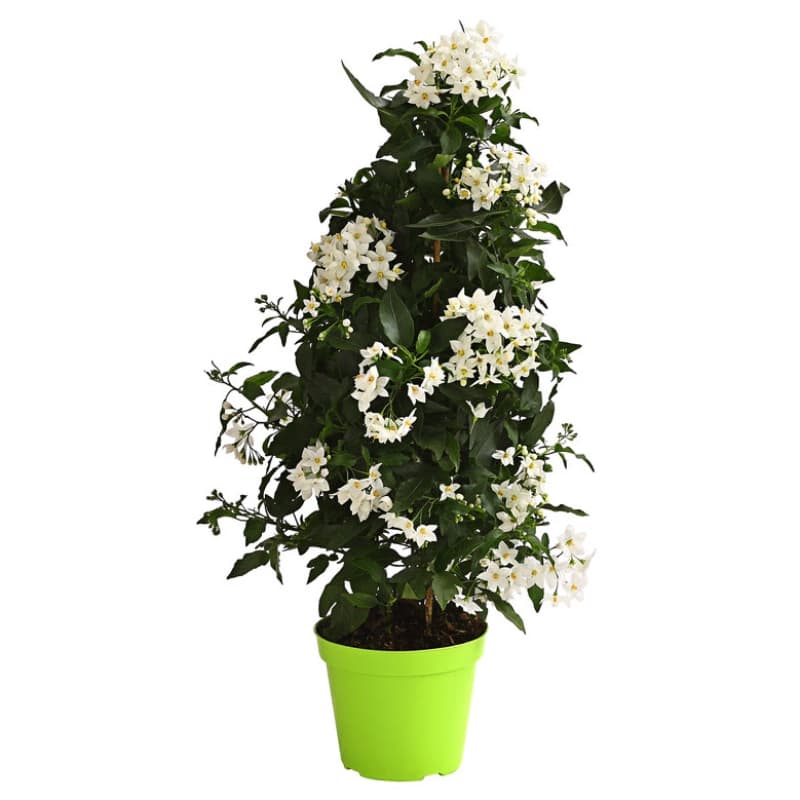 7. Jasminblütiger Nachtschatten