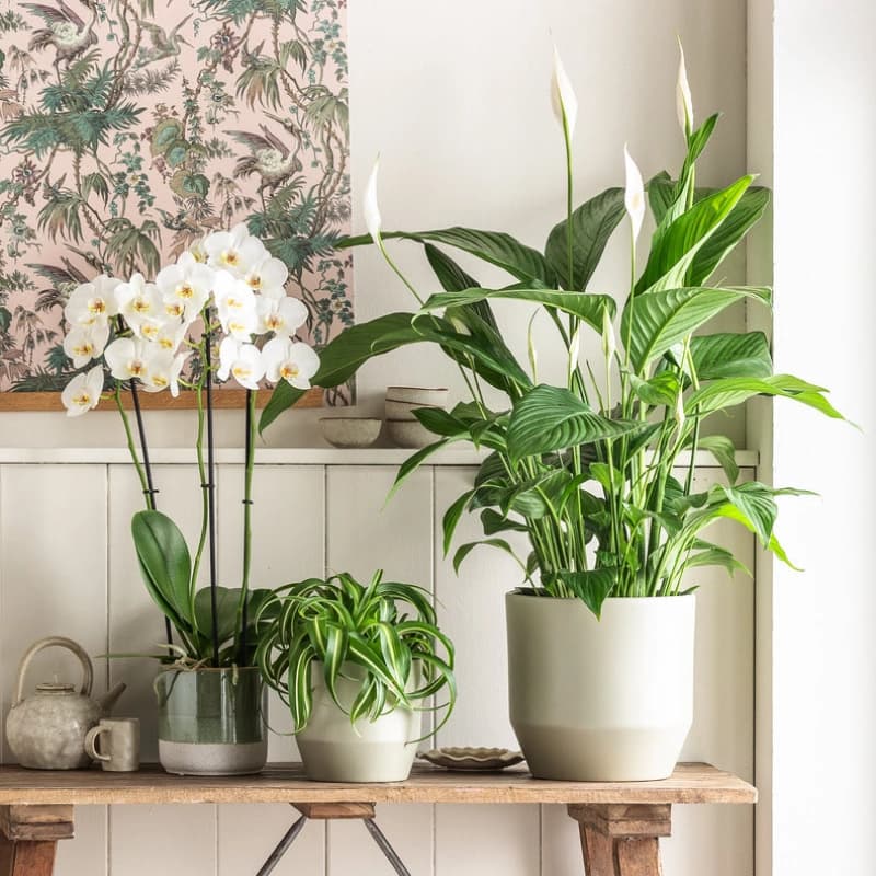 Blühende Zimmerpflanzen