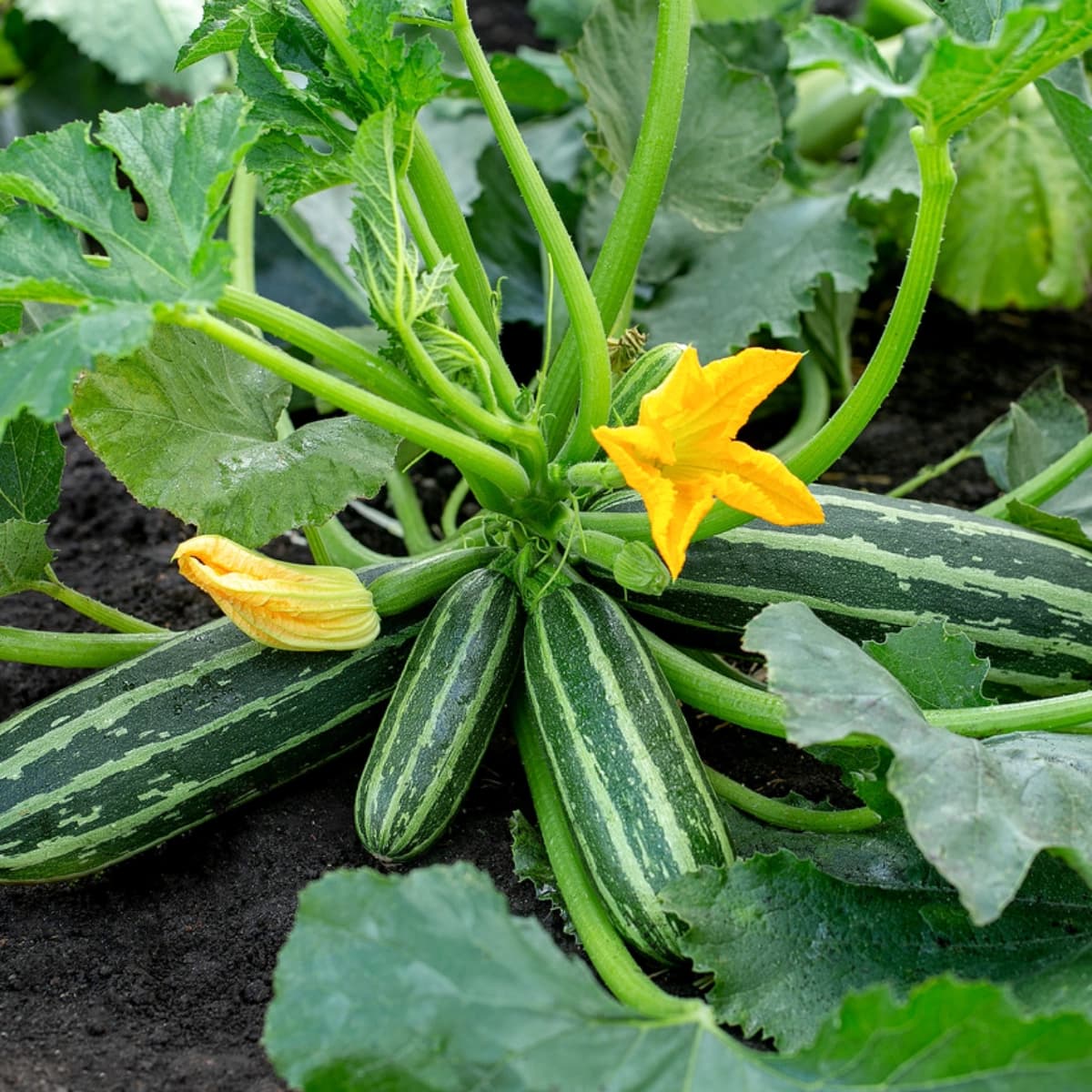 Zucchini