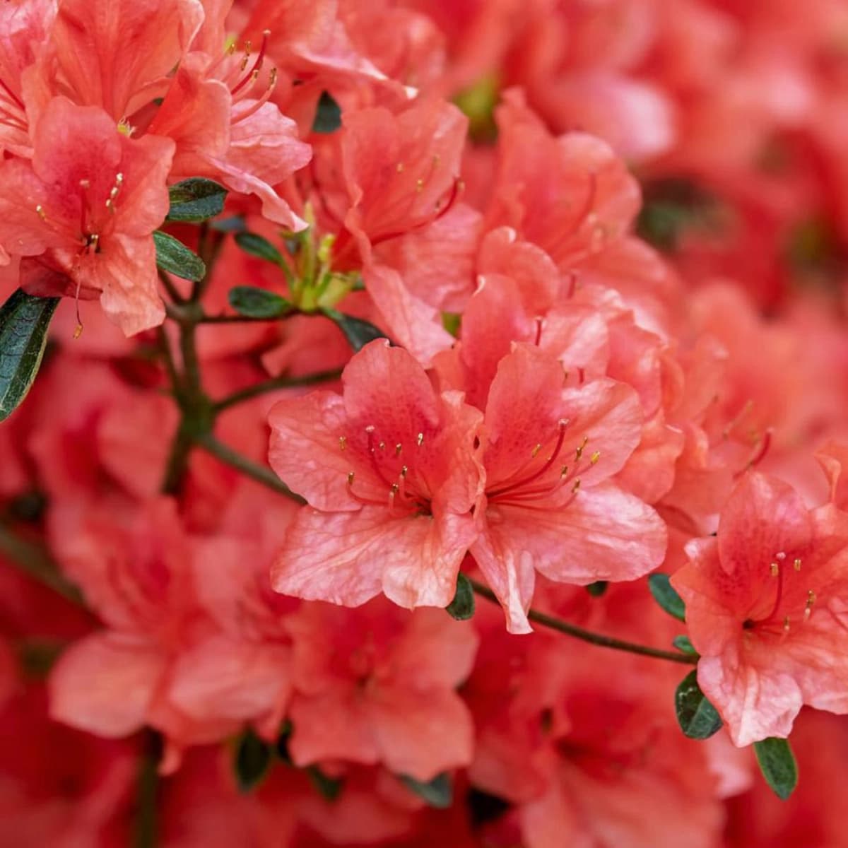 Rhododendron