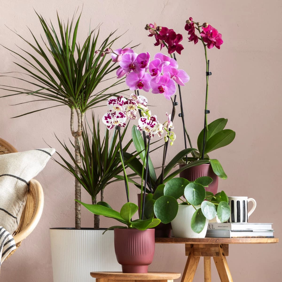 Blühende Zimmerpflanzen