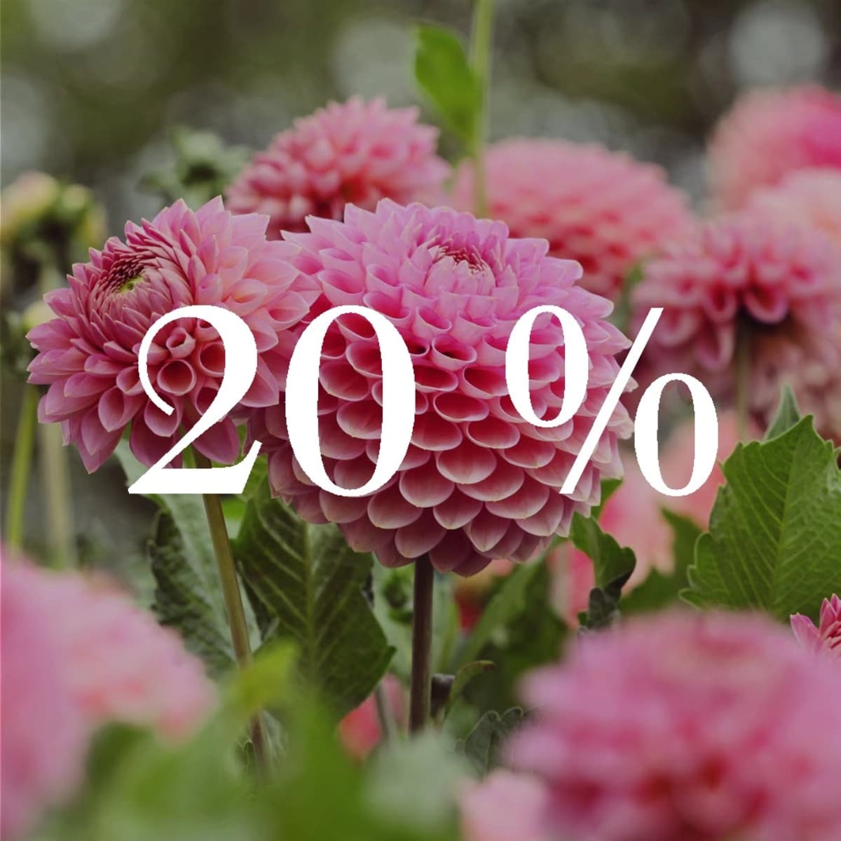 Frühjahrs­blumen­zwiebeln