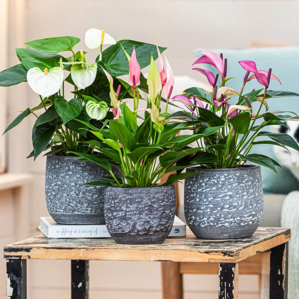 Blühende Zimmerpflanzen