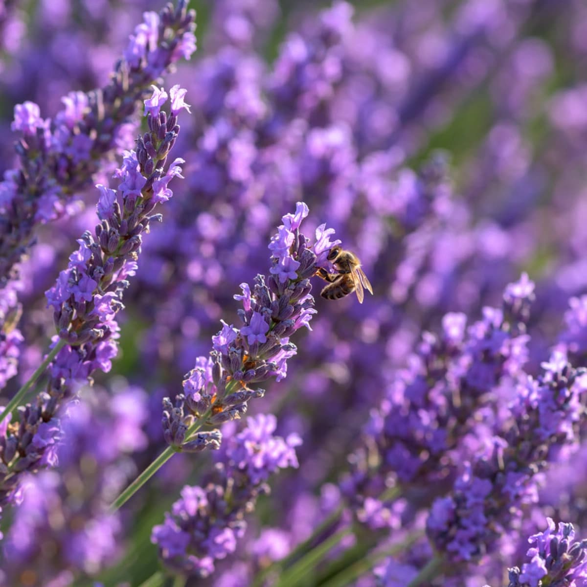 Lavendel