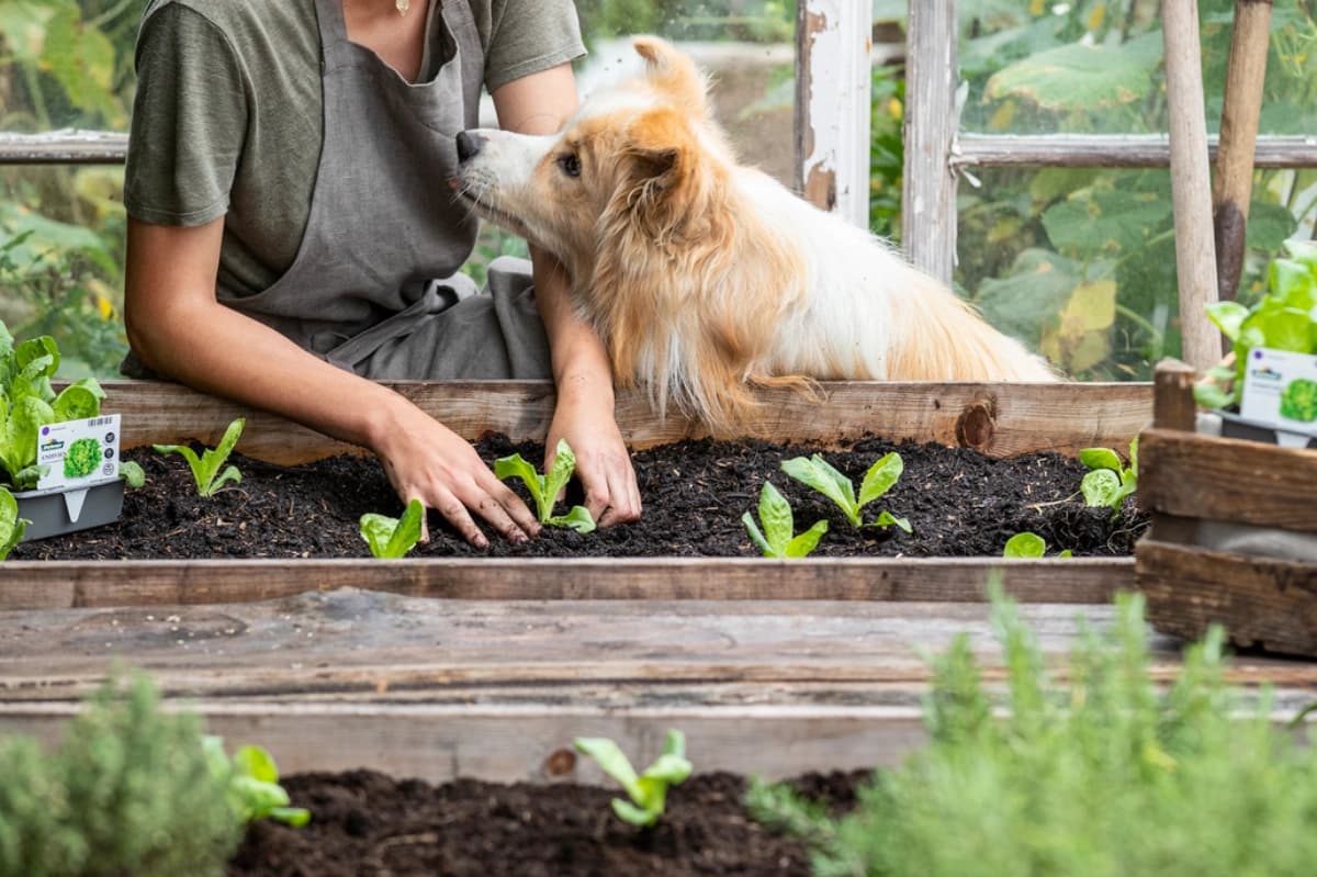 Vegane & vegetarische Hundeernährung