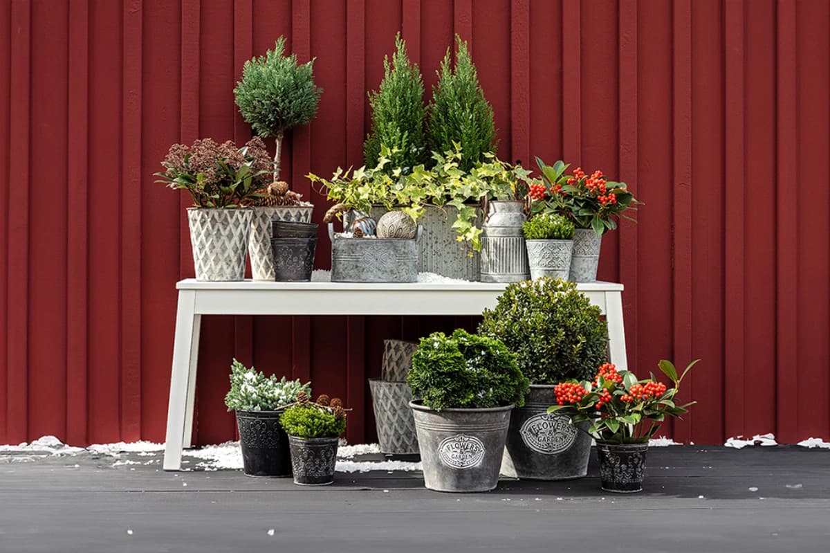 Winterharte Pflanzen