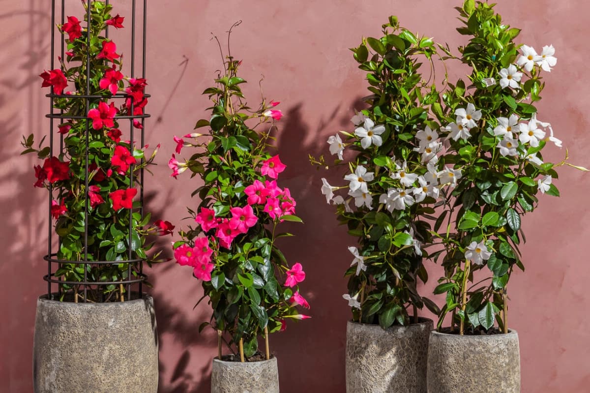 Pflegeleichte Kübelpflanzen