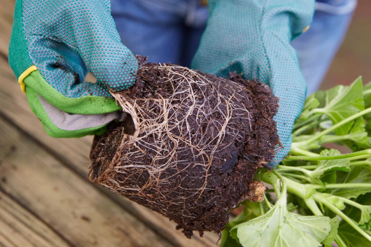 3. Wurzelballen auflockern