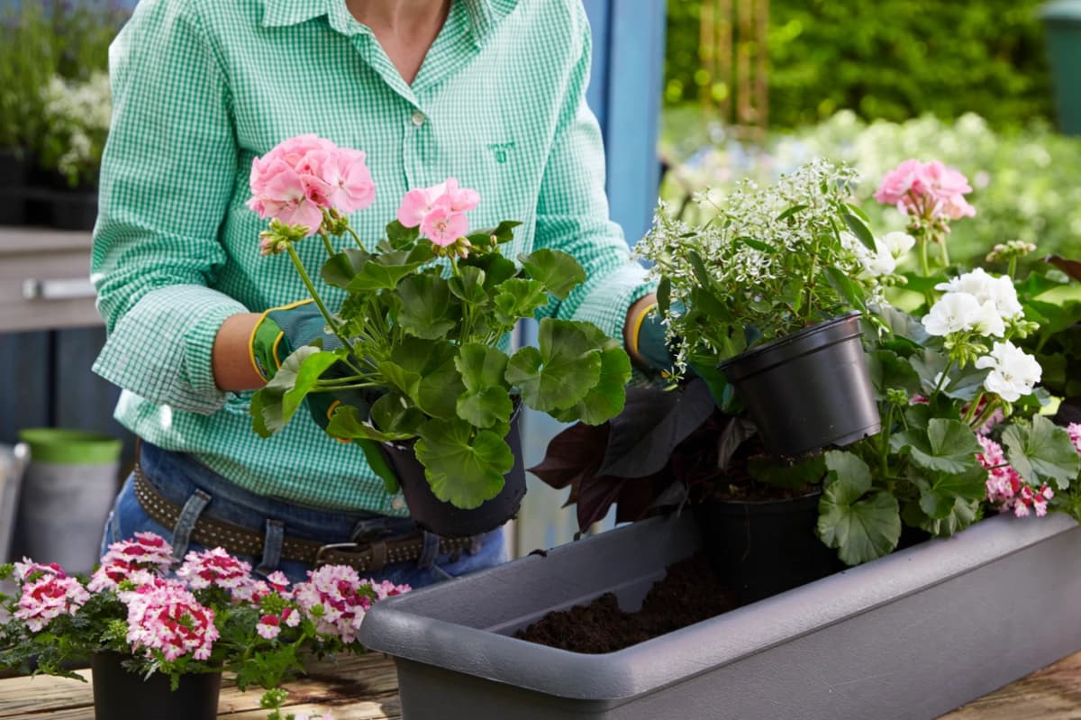 4. Pflanzen final arrangieren