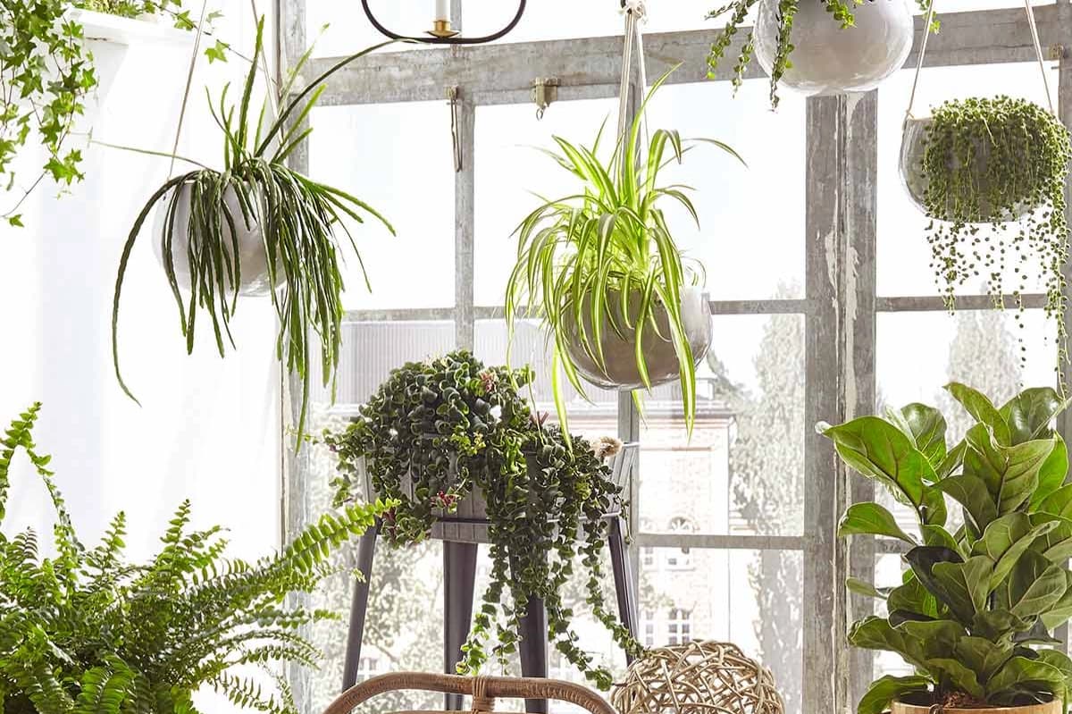 Pflegeleichte Zimmerpflanze