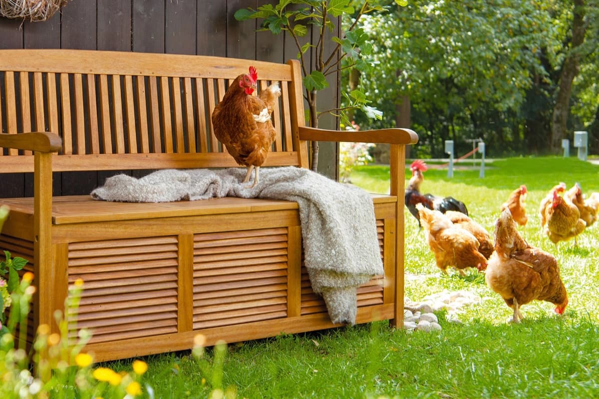 Hühnerhaltung im Garten