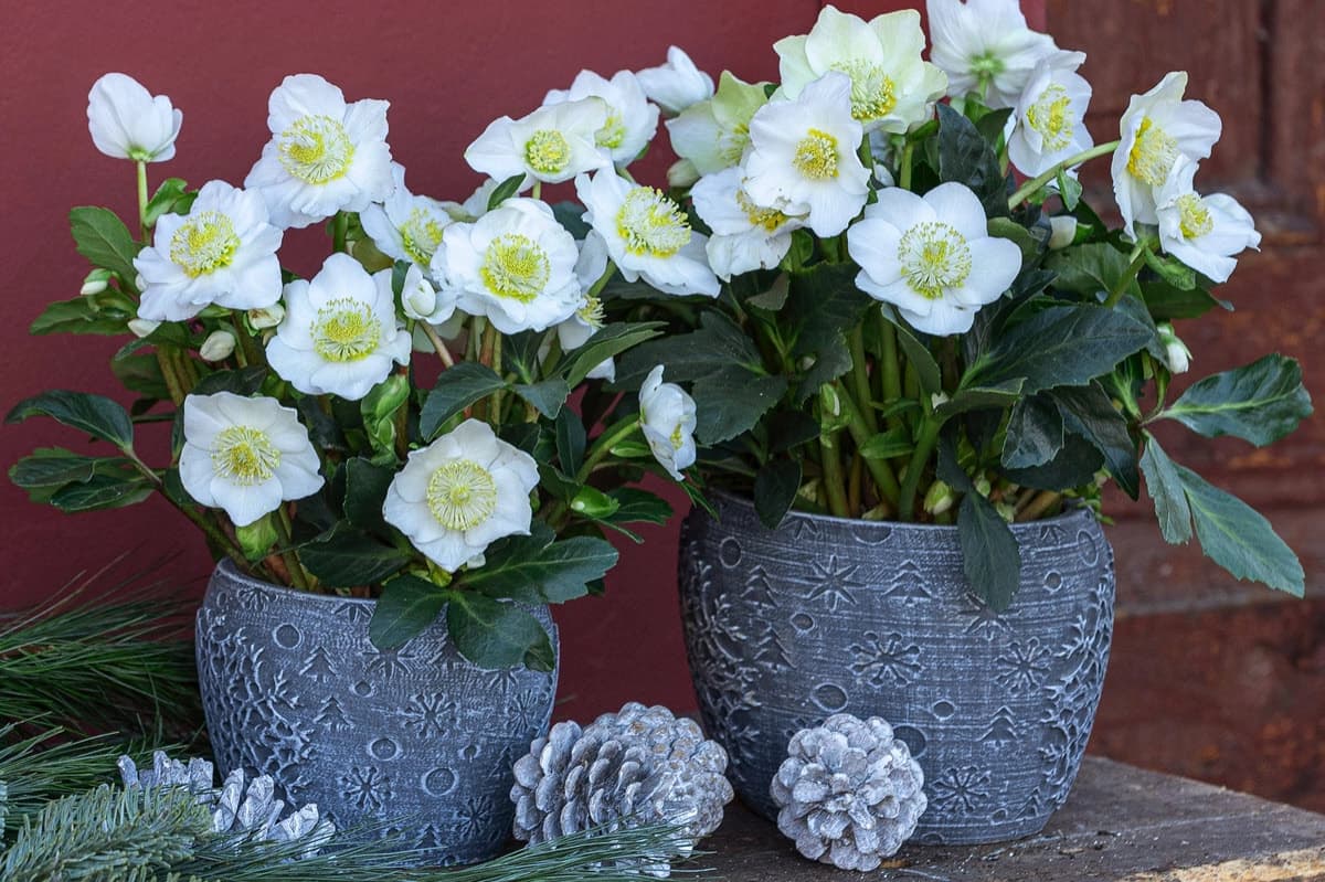 Christrosen