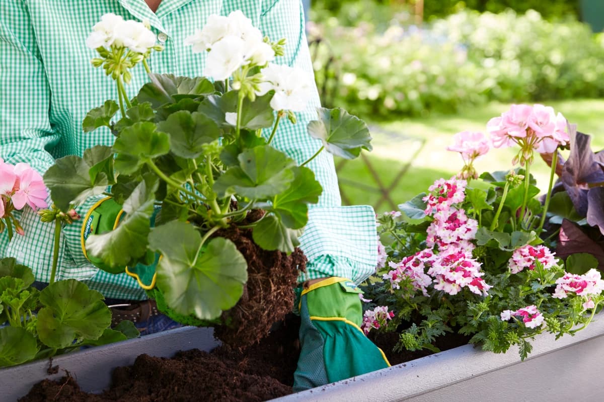 5. Balkonkasten bepflanzen