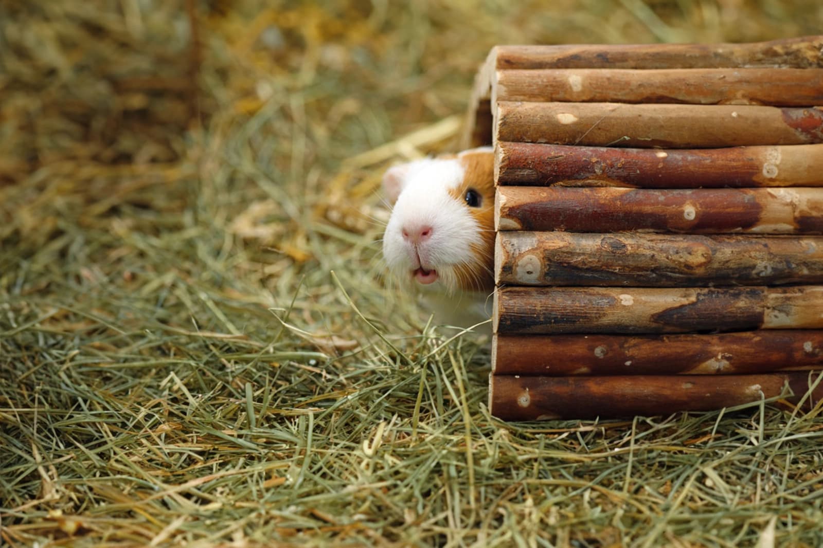 Einstreu, Stroh & Co.