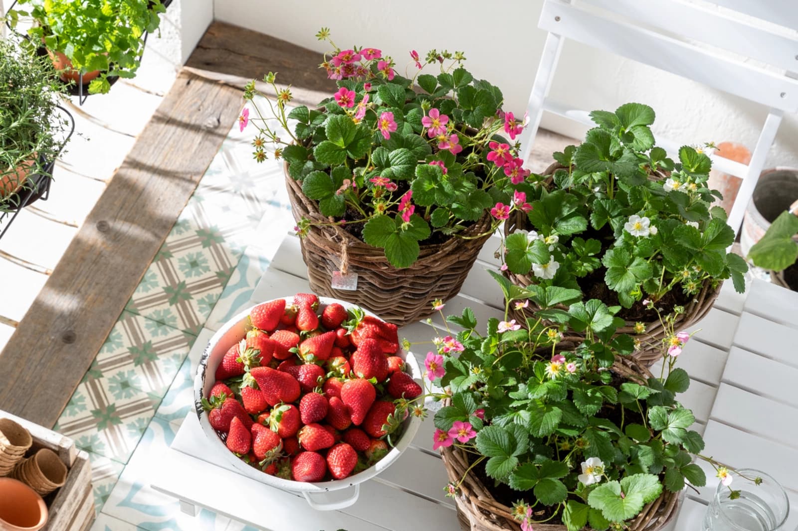 Obst, Gemüse & Kräuter