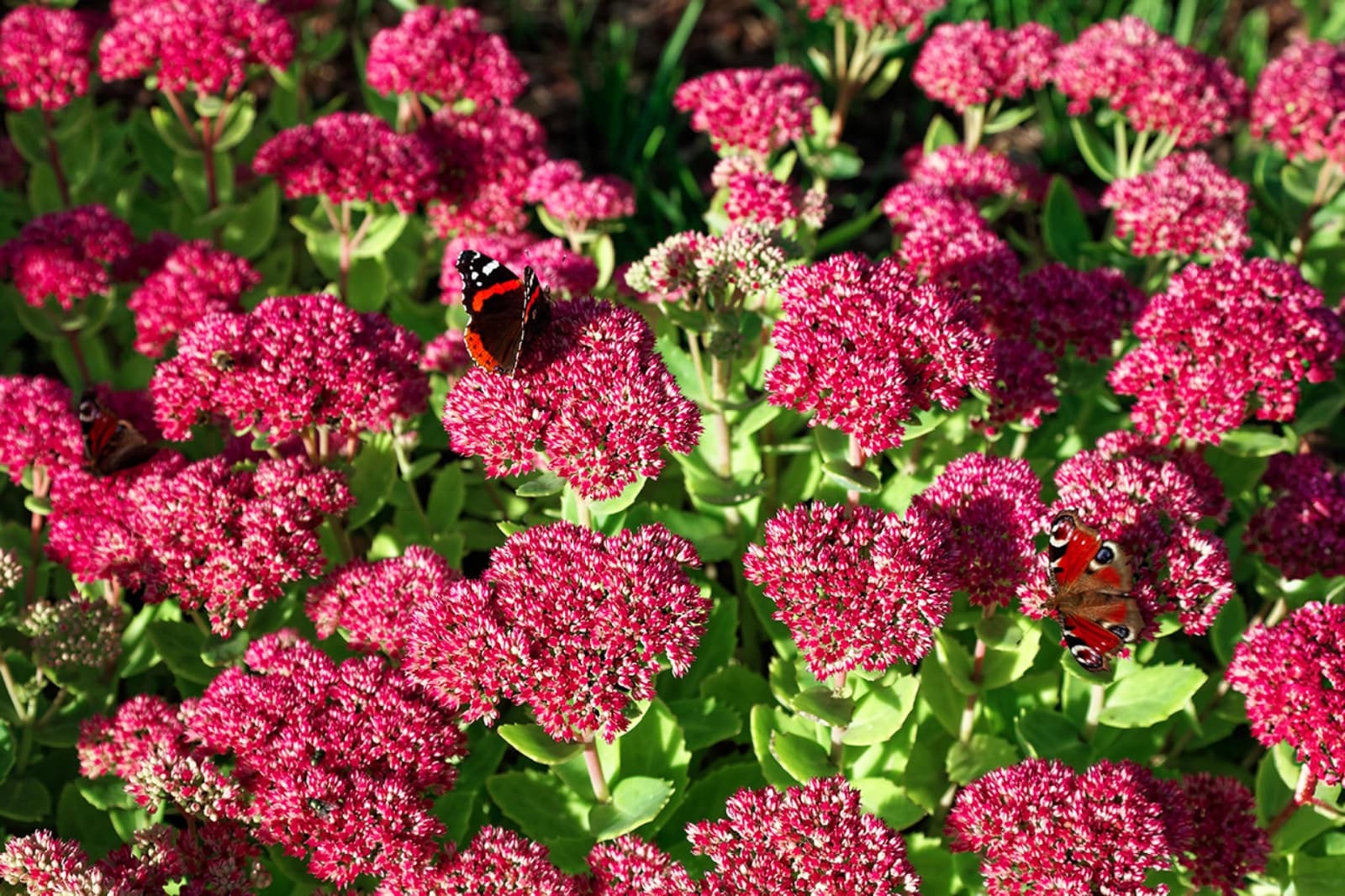Pflegeleichter Garten