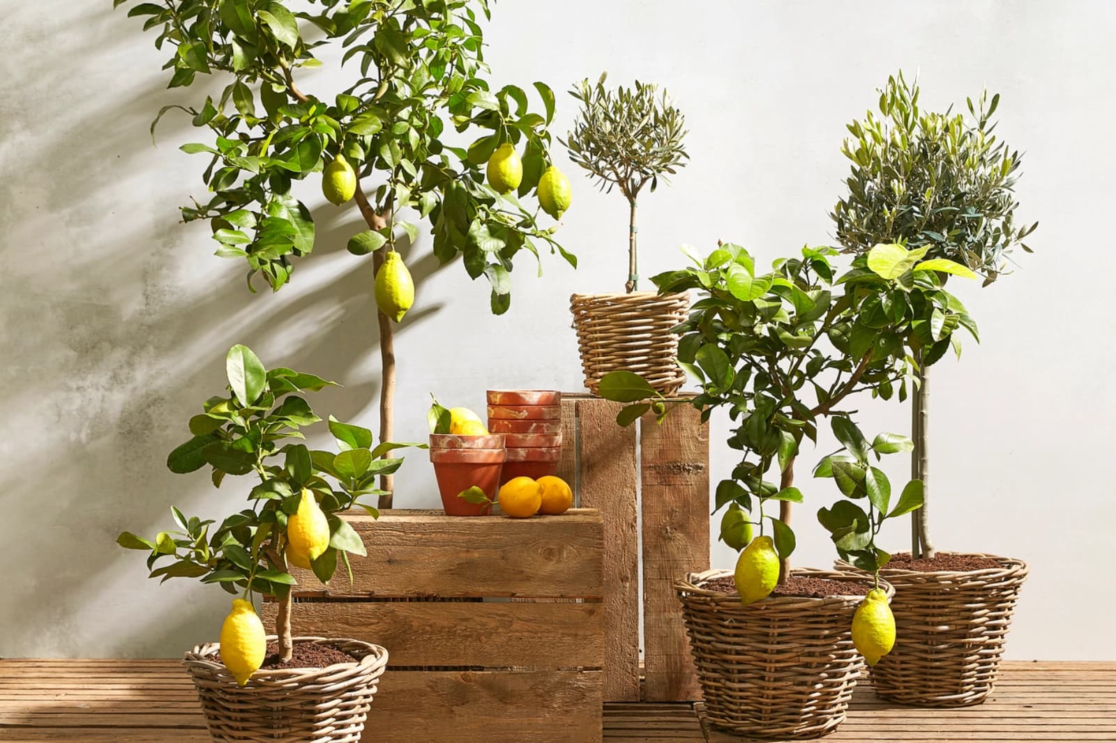 Zitronenbaum