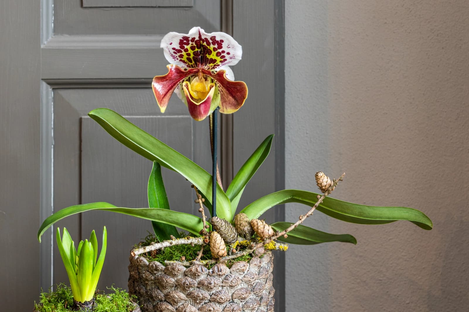 Frauenschuh-Orchidee